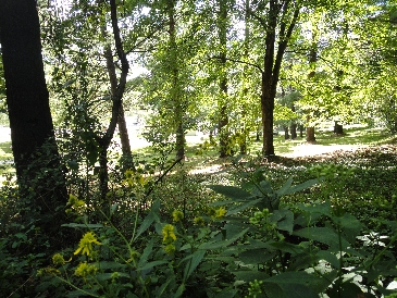 The woods above a rest stop